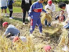 稲刈りする後ろで稲を束ねる子どもたち