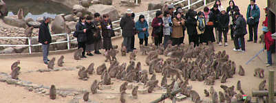 �G�T�����߂ďW�܂鉎�����B