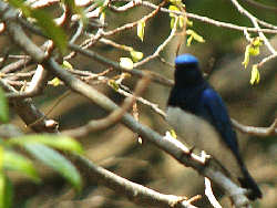 II