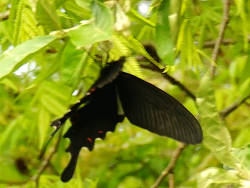 NAQn