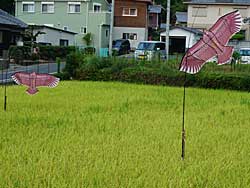 ǂ